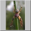 Larinioides cornutus - Schilfradspinne m04.jpg